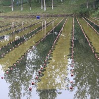 石墨烯光催化網-納米石墨烯水生態網-黑金量子光敏催化材料