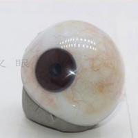 河南高分子義眼費用多少/泊頭藝水碧天定制常規型義眼