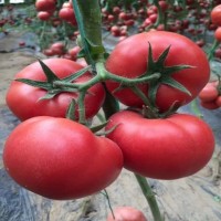 畢節亮深粉大果西紅柿苗,安順賣硬果番茄苗育苗廠